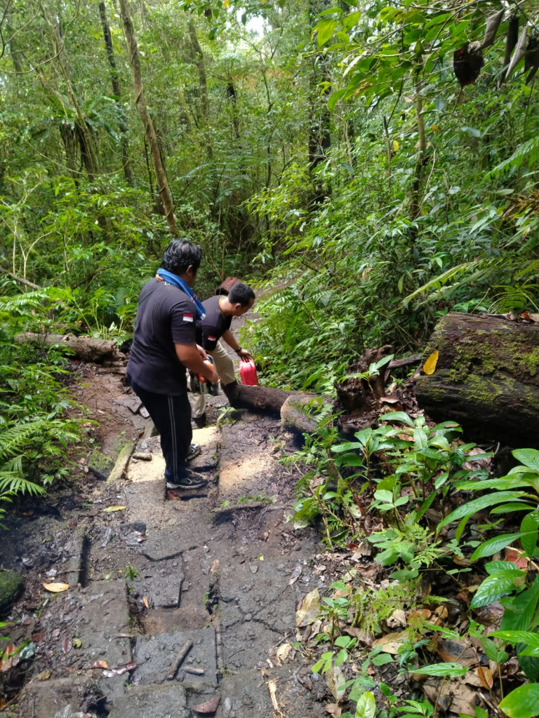 Pohon Tumbang Di Pura Beji Puncak Mangu Desa Pelaga Kecamatan Petang